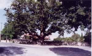 le Gros Chêne de La Jauvigère en 1994 (Ph. G. BRANCHUT)