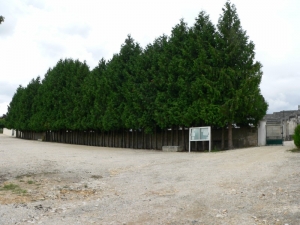 La rangée de tuyas à l'entrée Nord du cimetière (Ph. G. BRANCHUT 2007)